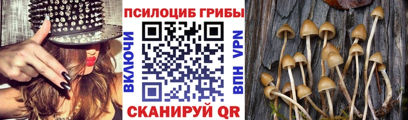 Купить  Алейск  Псилоцибиновые грибы Psilocybine cubensis 