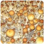 Псилоцибиновые (галлюциногенные)  грибы Psilocybin "Golden Teacher" в Алейске