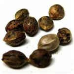 Семена марихуаны АК-47  (Seeds AK-47) в Алейске